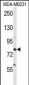 ADAM9 Antibody (C-term)